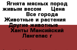 Ягнята мясных пород живым весом.  › Цена ­ 125 - Все города Животные и растения » Другие животные   . Ханты-Мансийский,Лангепас г.